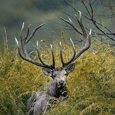 Sharing Spaces: J&K’s Wildlife Deptt’s roadmap for harmonious Human-Animal coexistence