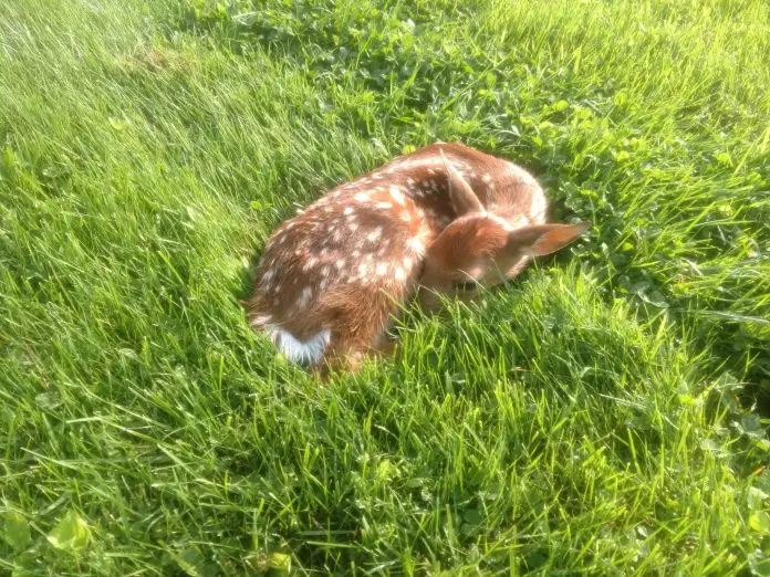 fawn laying down