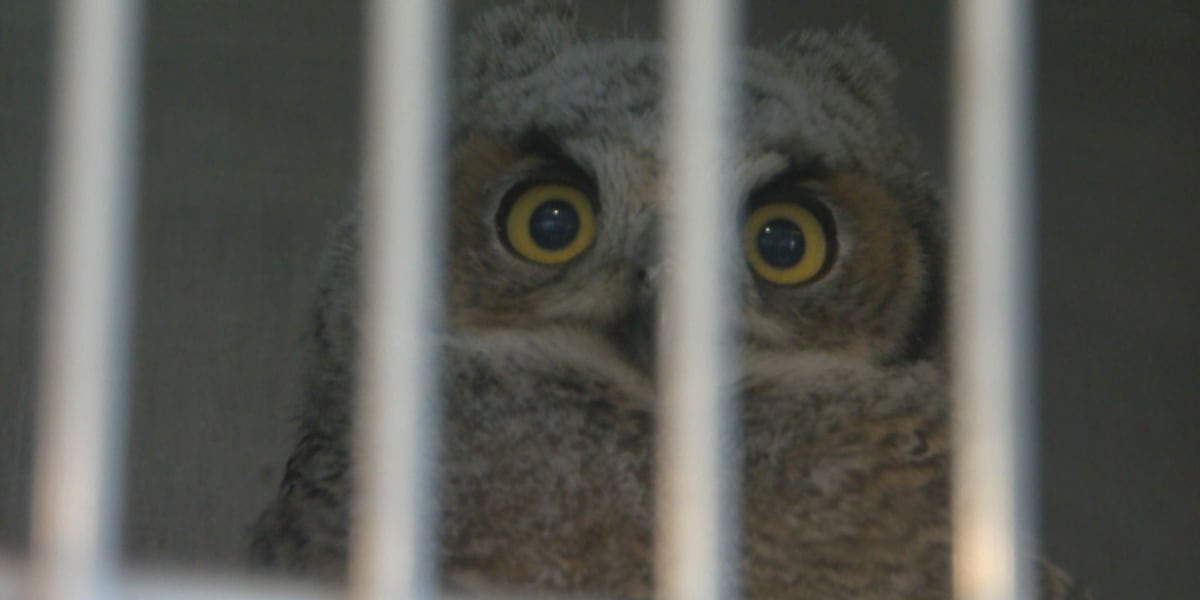 Wild West Wildlife Rehabilitation Center explains how the eclipse will affect animals