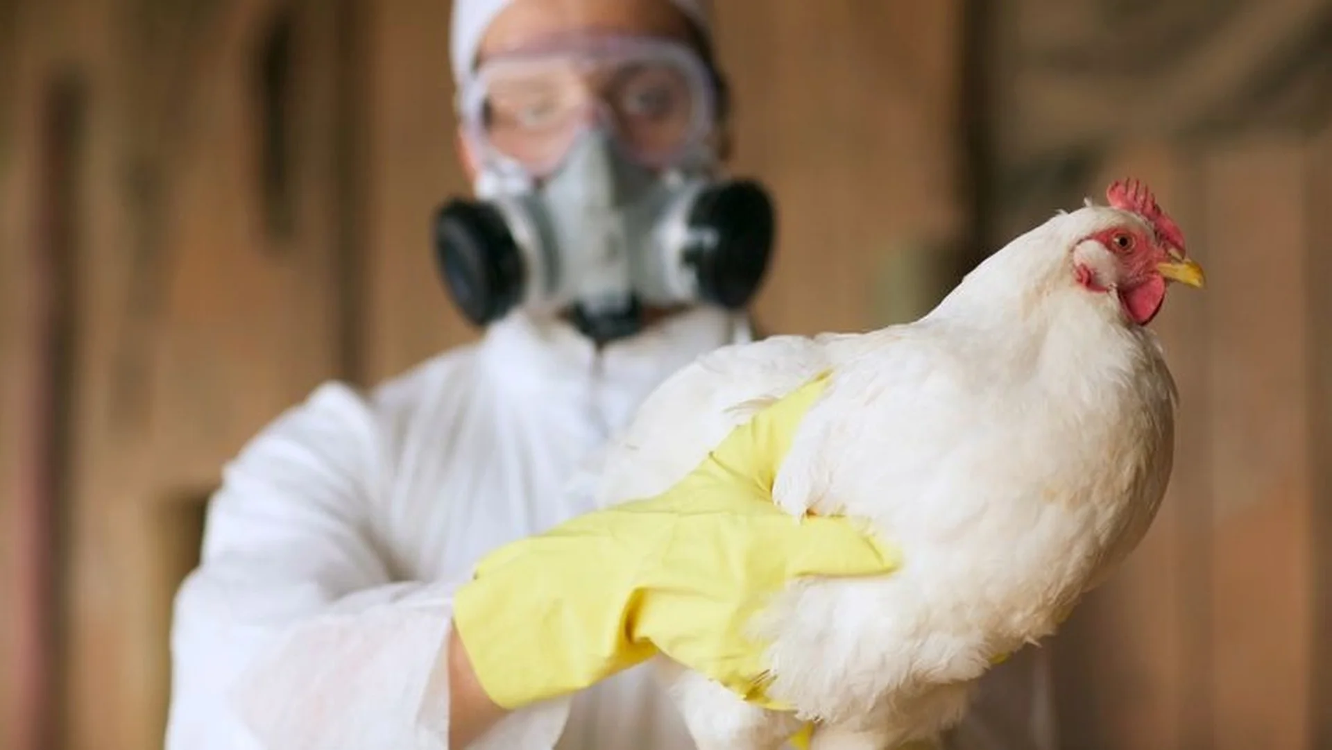 Nguy cơ bùng nổ H5N1 từ những người Việt sành ăn, sành chơi - 11