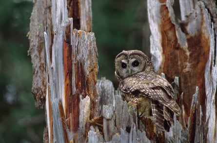 Killing owls to save owls: the US wildlife plan that sparked an ‘ethical dilemma’