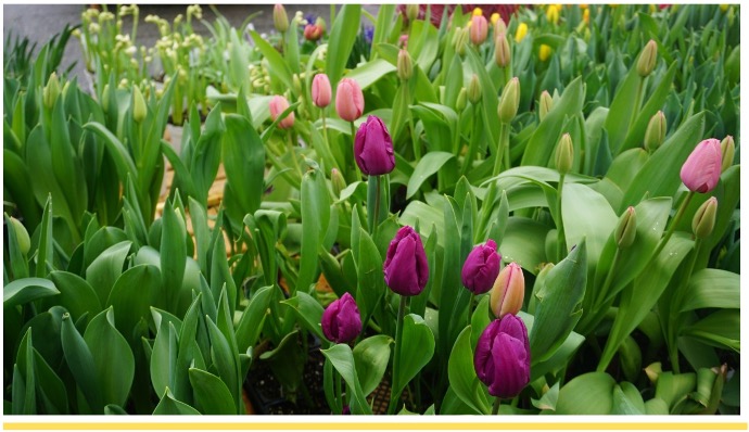 Museum of Special Art Nature in Bloom exhibition at Edmonds Waterfront Center through July 2
