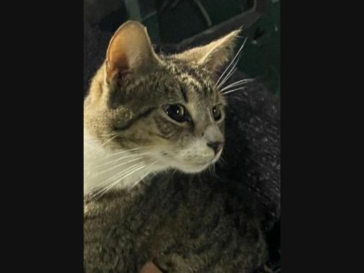 Neglect Charges After Dead Kitten, Other Live Animals Found In Car On Long Island: SPCA