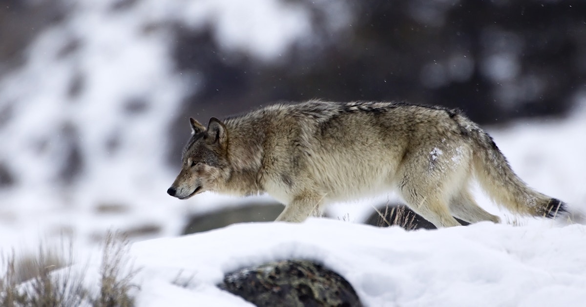 National Animal Rights Groups Push For Cruelty Charges Over Wyoming Wolf Abuse