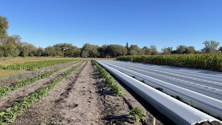How The Mosaic Company Is Elevating Soil Health and Crop Nutrition