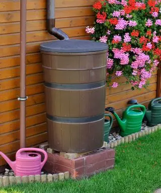 rain barrel in backyard