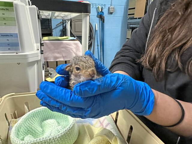 Humane Animal Rescue of Pittsburgh Wildlife Rehabilitation Center prepares for busy season