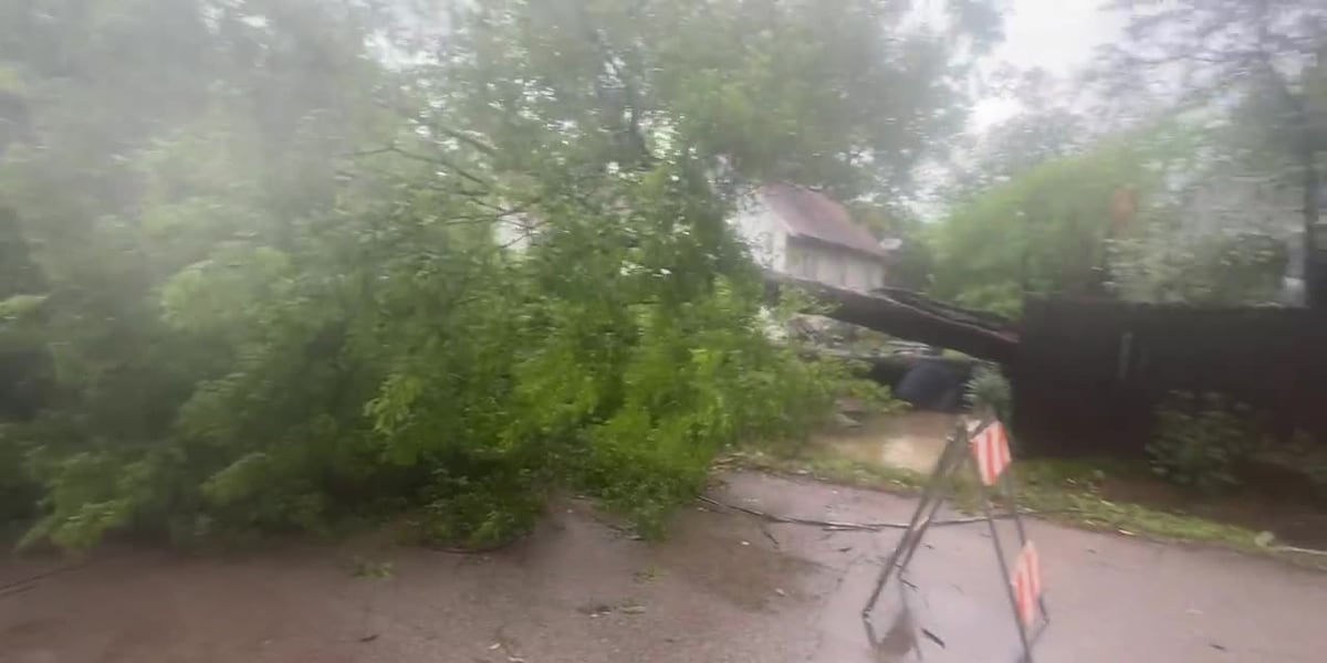 Fallen tree blocking Travis Street in Longview rests on car