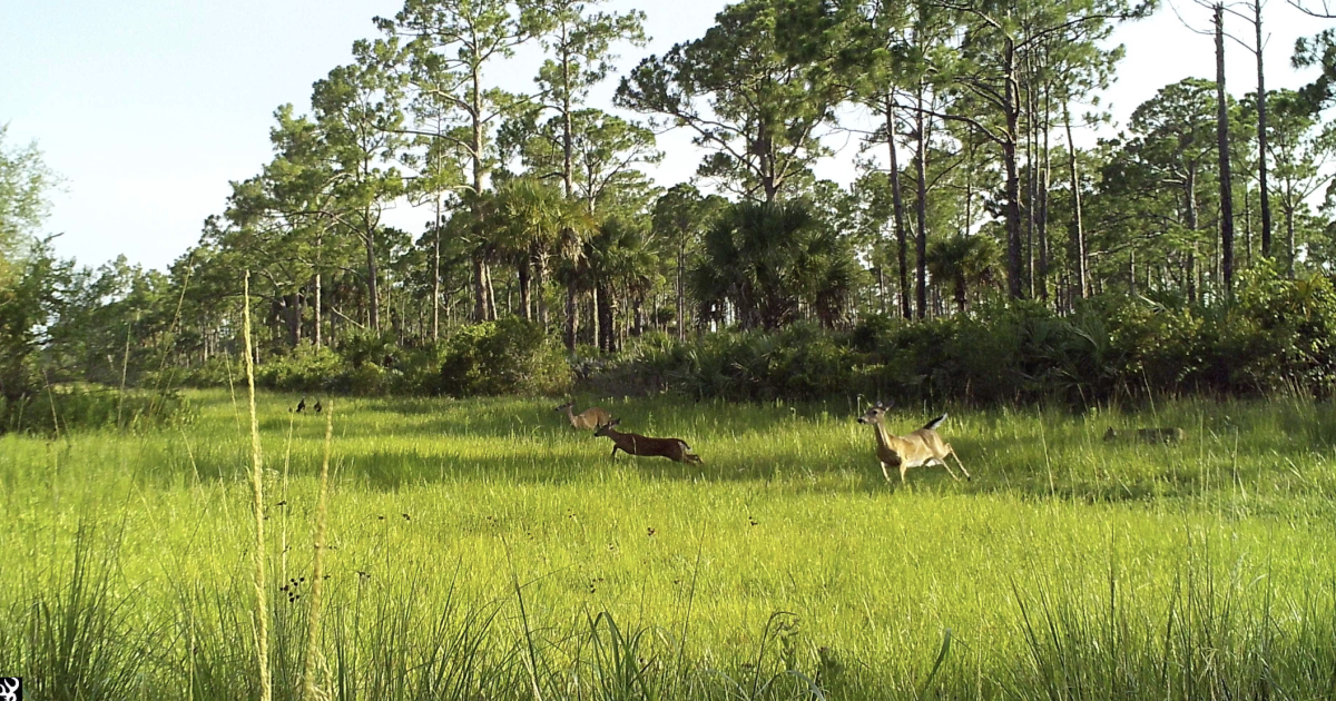 Volunteers needed to help identify animals in Everglades Wildlife Watch project