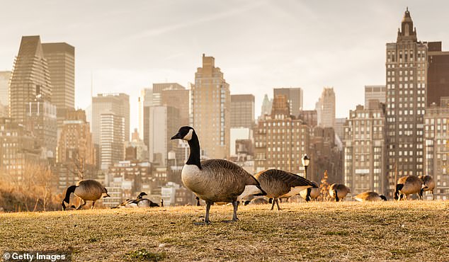 …meanwhile New Yorkers are urged to keep distance from wildlife