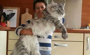 Maine Coon Cats: Giant Kitties With The Softest Character Maine Coon Cats: Giant Kitties With The Softest Character