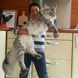 Maine Coon Cats: Giant Kitties With The Softest Character Maine Coon Cats: Giant Kitties With The Softest Character