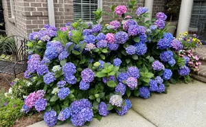 “Bought The Property, Landscaping Included”: Woman Shocked By Ex-Homeowner’s Request 2 Years Later “Bought The Property, Landscaping Included”: Woman Shocked By Ex-Homeowner’s Request 2 Years Later