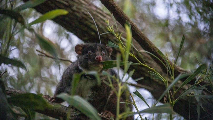 Conservation group plan WA’s first mobile wildlife hospital