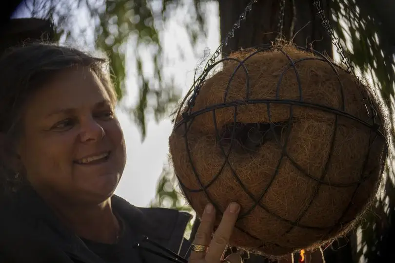 FAWNA president Suzanne Strapp with an artificial possum drey.