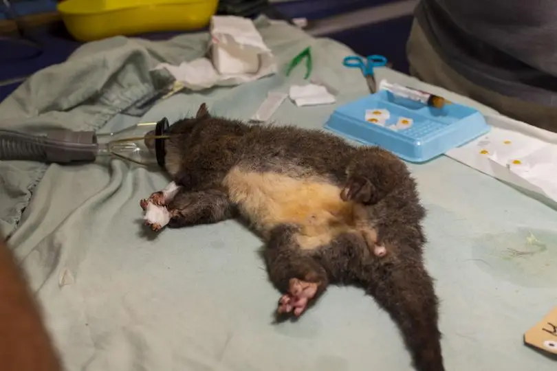 A critically endangered western ringtail possum being treated for burns and dehydration by conservation group FAWNA.