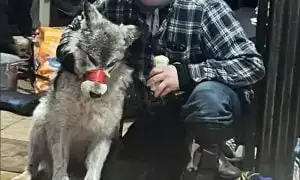 tortured wolf