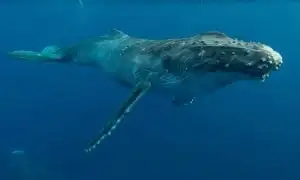 Humpback Whale