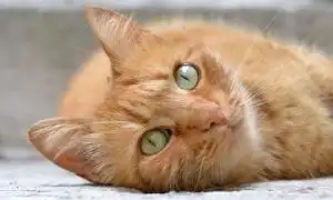 Orange Tabby