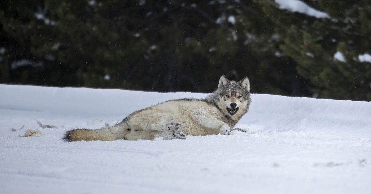 Wyoming Animal Cruelty Laws Don’t Apply To Alleged Wolf Torment Case