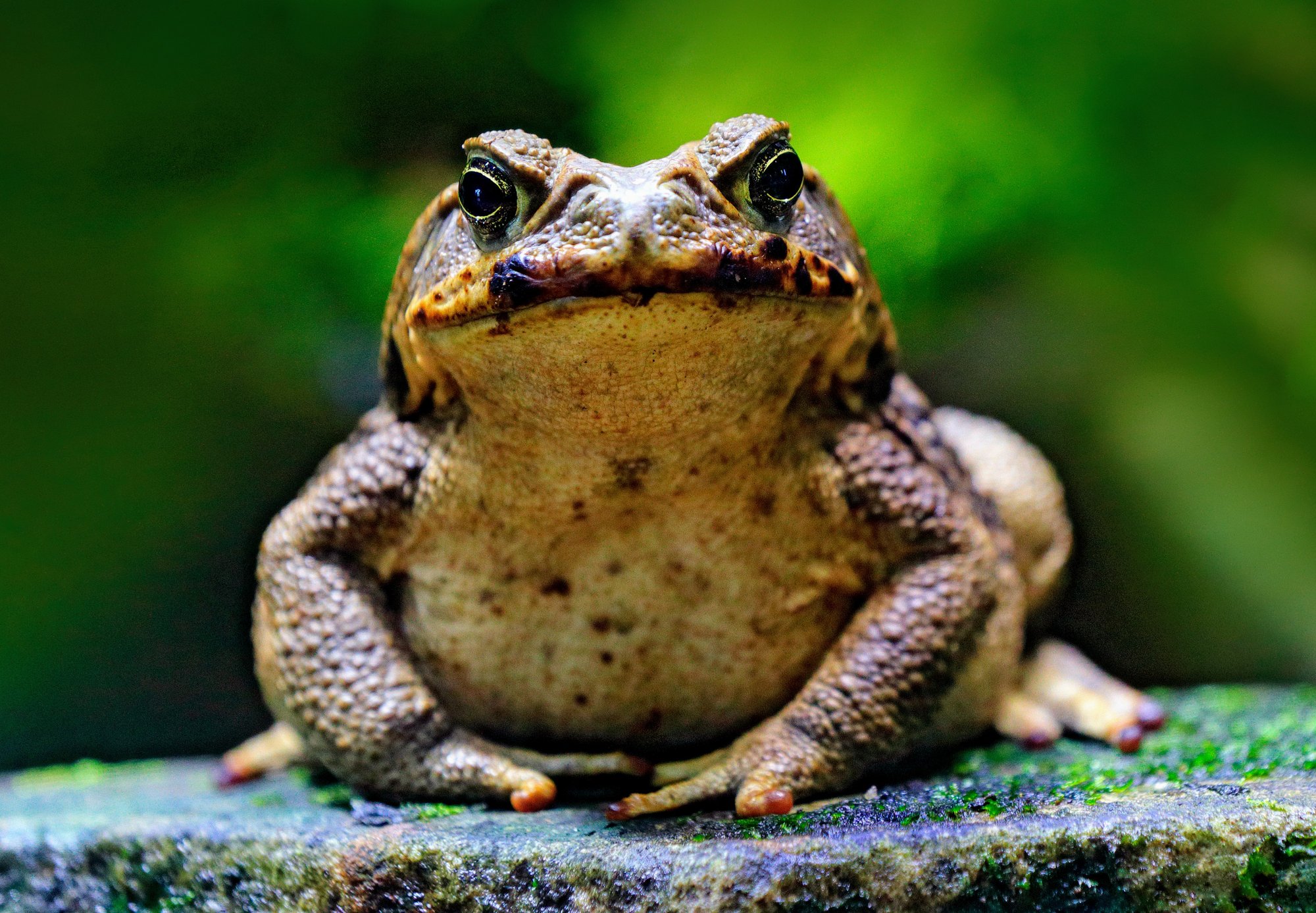 Cane toads teach Australia’s wildlife to avoid their poison