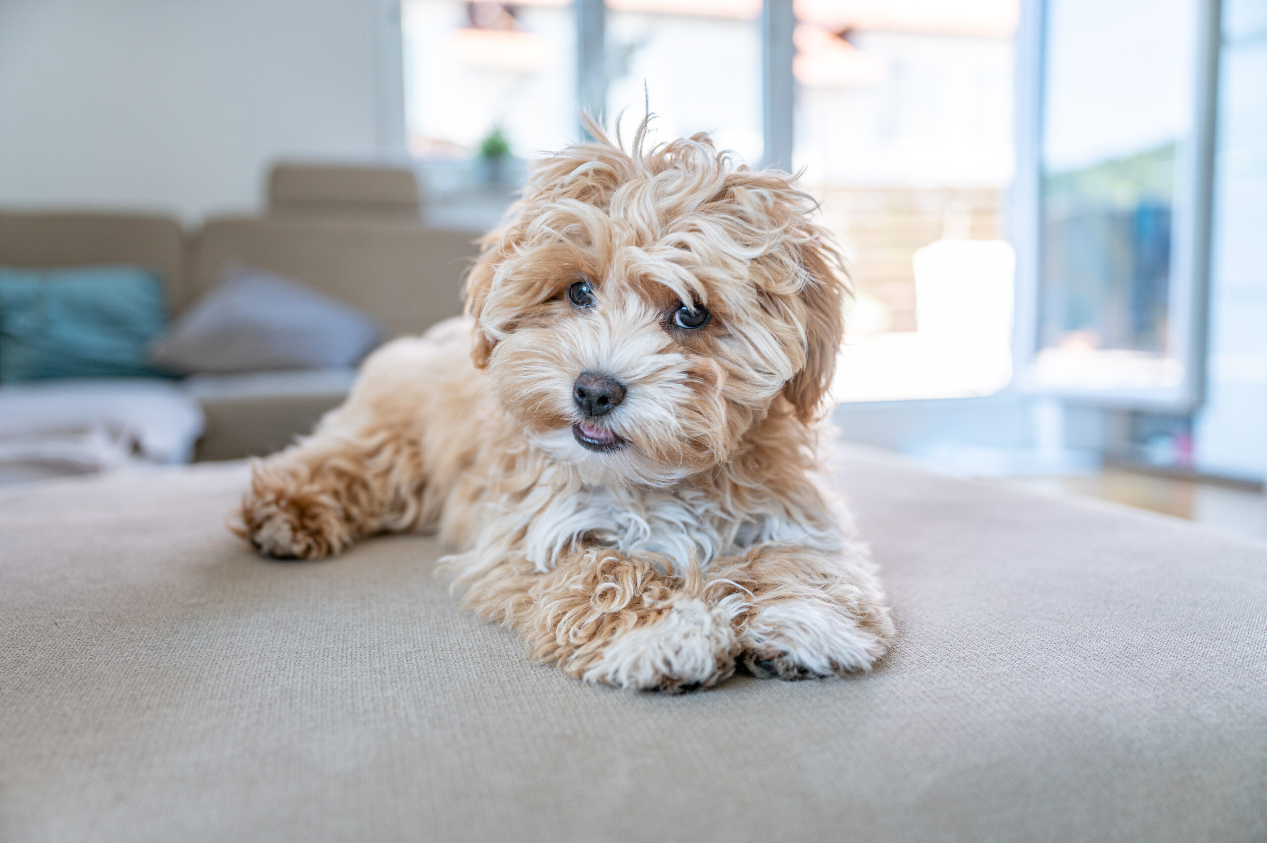 My home decor tip will make cleaning up after pet accidents much easier