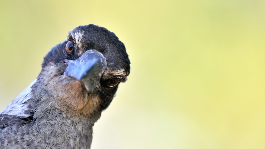 Molly the magpie is returning to his suburban home — but will one critical rule be enforced? – ABC Religion & Ethics