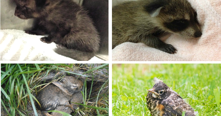 Police warn to keep young wildlife healthy and wild