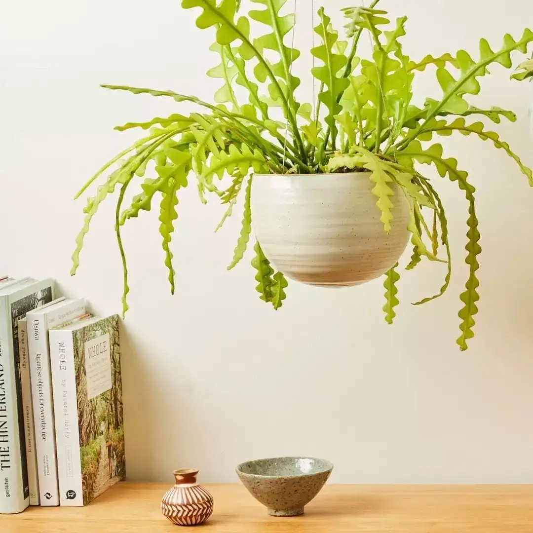 Add living plants to different corners of your home (Instagram) Add living plants to different corners of your home (Instagram)