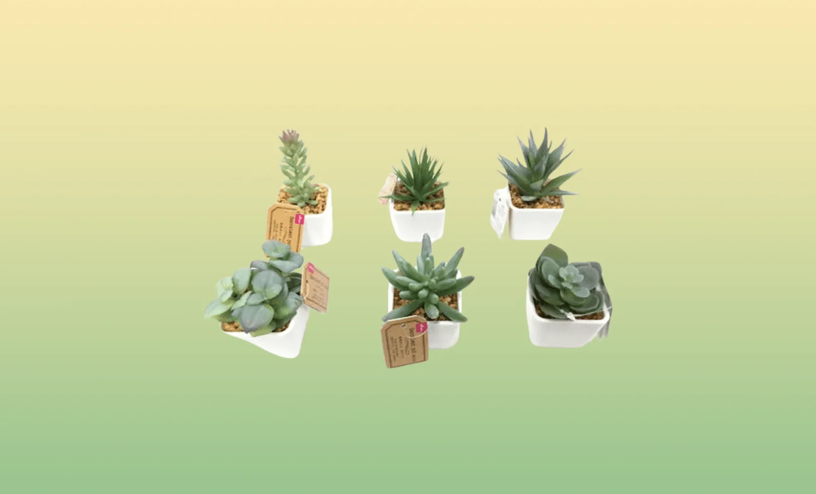 succulent-pot-daiso.png