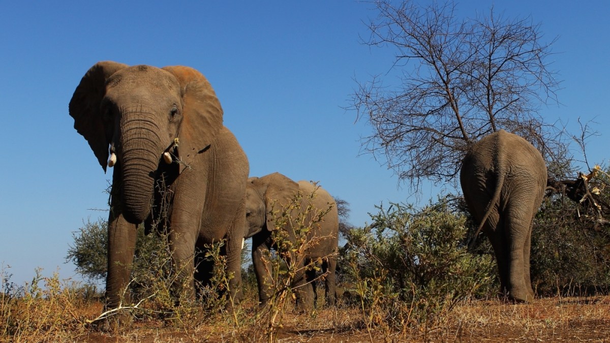 Botswana threatens to send 20,000 elephants to Germany