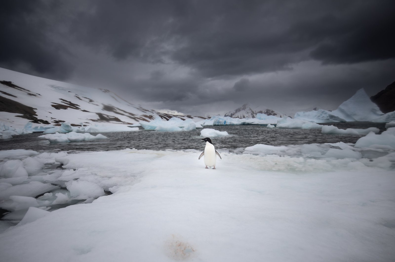 Turkish scientists become guardians of nature in Antarctica