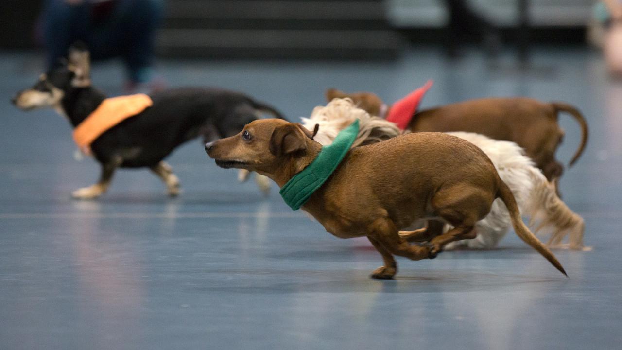 Picnic Day Tickets Available for Doxie Derby, Fashion and Dance Shows