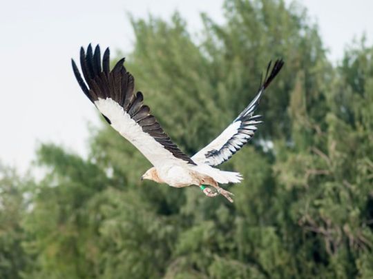 Abu Dhabi’s efforts for migratory specious conservation recognised by UN