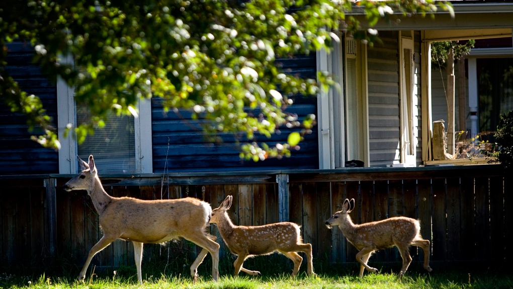 These wild animals are increasingly becoming a problem for humans in Canada