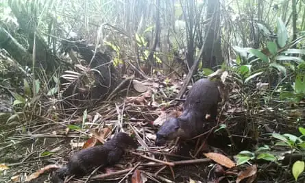 smooth-coated otters in the mangroves