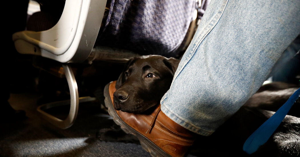 Flying With Dogs or Cats? These Are Airlines’ Pet Policies