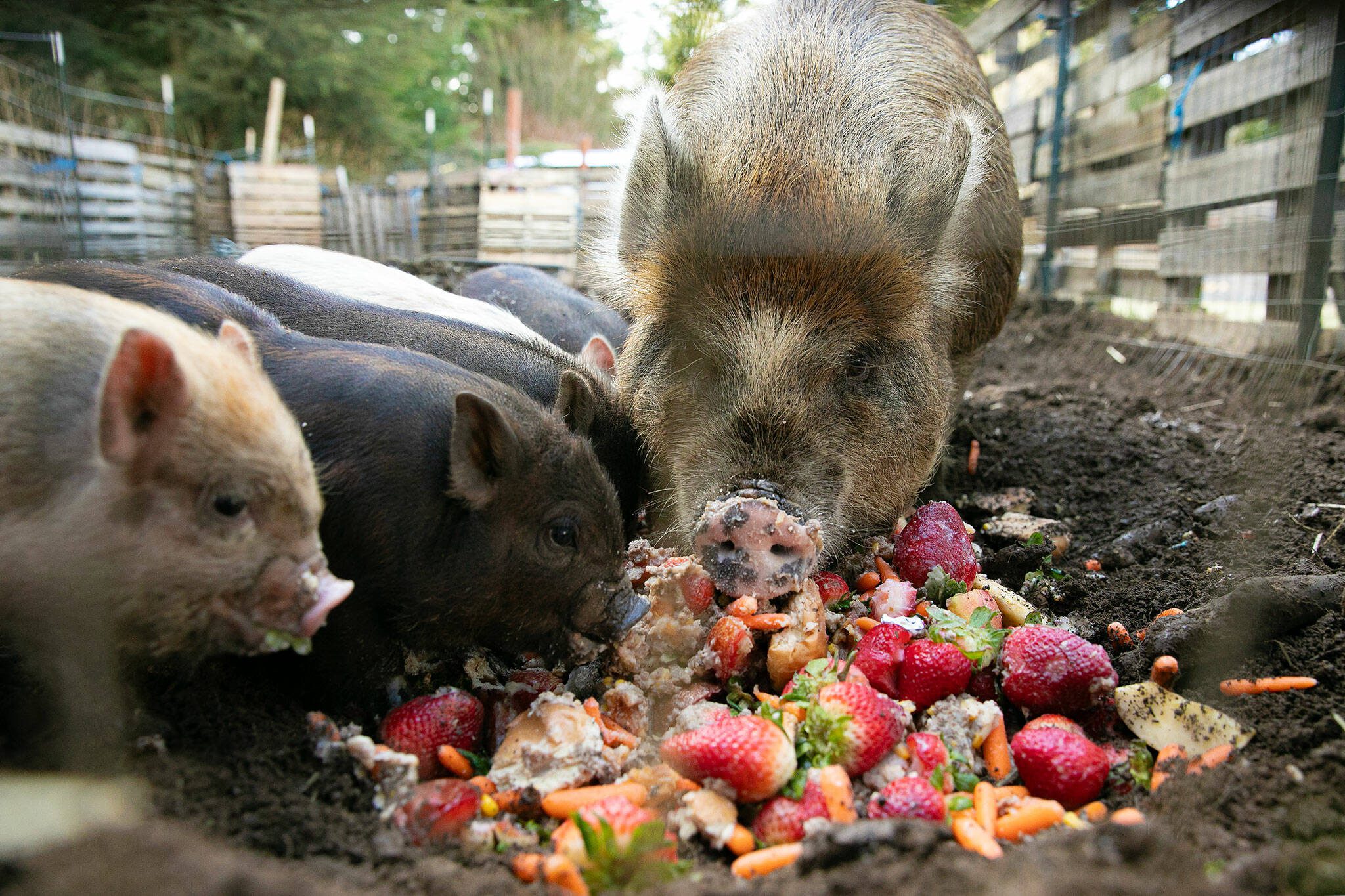 ‘A slopportunity’: Darrington school calls in pigs to reduce food waste