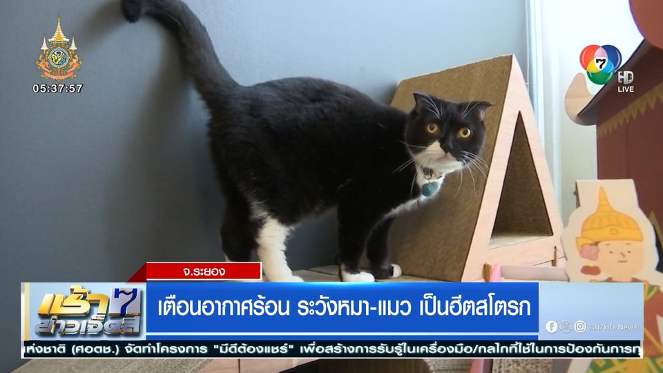 ข่าวเตือนอากาศร้อน ระวังหมา-แมว เป็นฮีตสโตรก