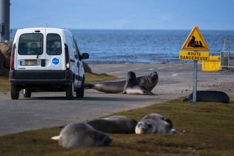 YOLO! AI Is Helping Wild Animals Avoid Being Hit on the Road—Here’s How