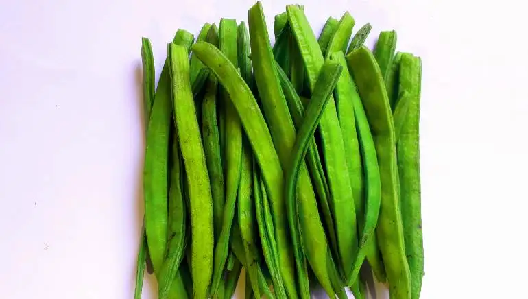 वज़न घटाने में मददगार है ग्वार की फली. चित्र : शटरस्टॉक