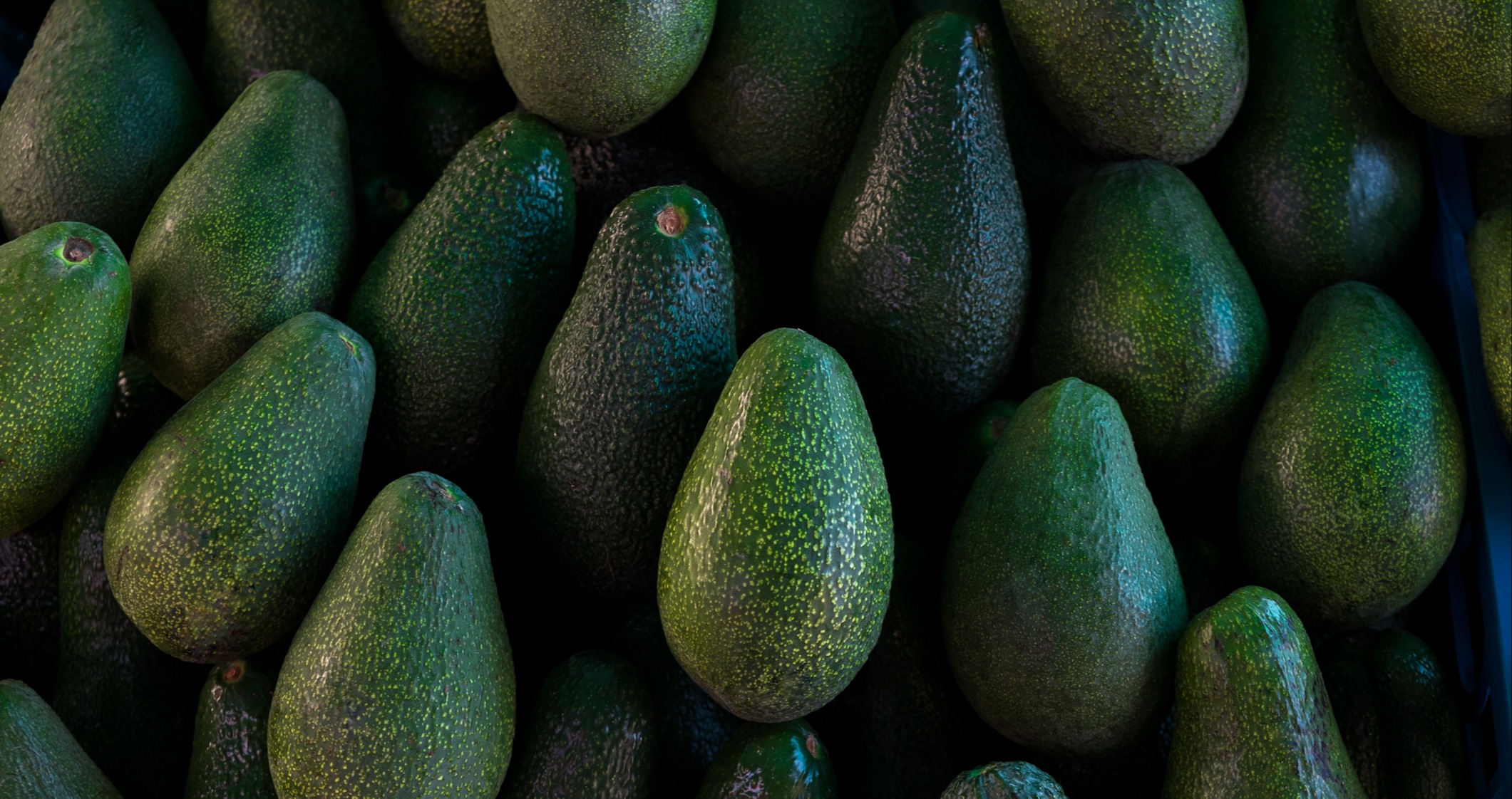 Elevate your health: One avocado daily makes a significant impact, trial reveals