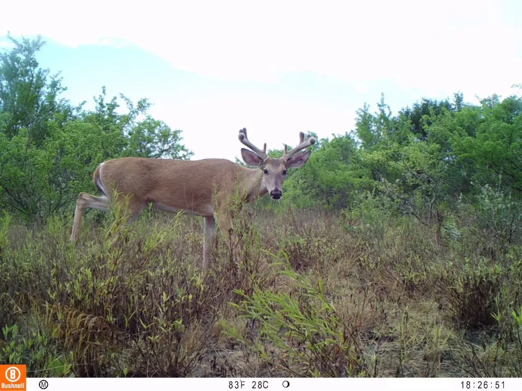 A white-tailed deer with velvet on its antlers walks through vegetation and looks toward the camera that was used to gather wildlife data 