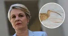 Environment Minister Tanya Plibersek and the critically endangered Eastern curlew (Images: AAP/Adobe)