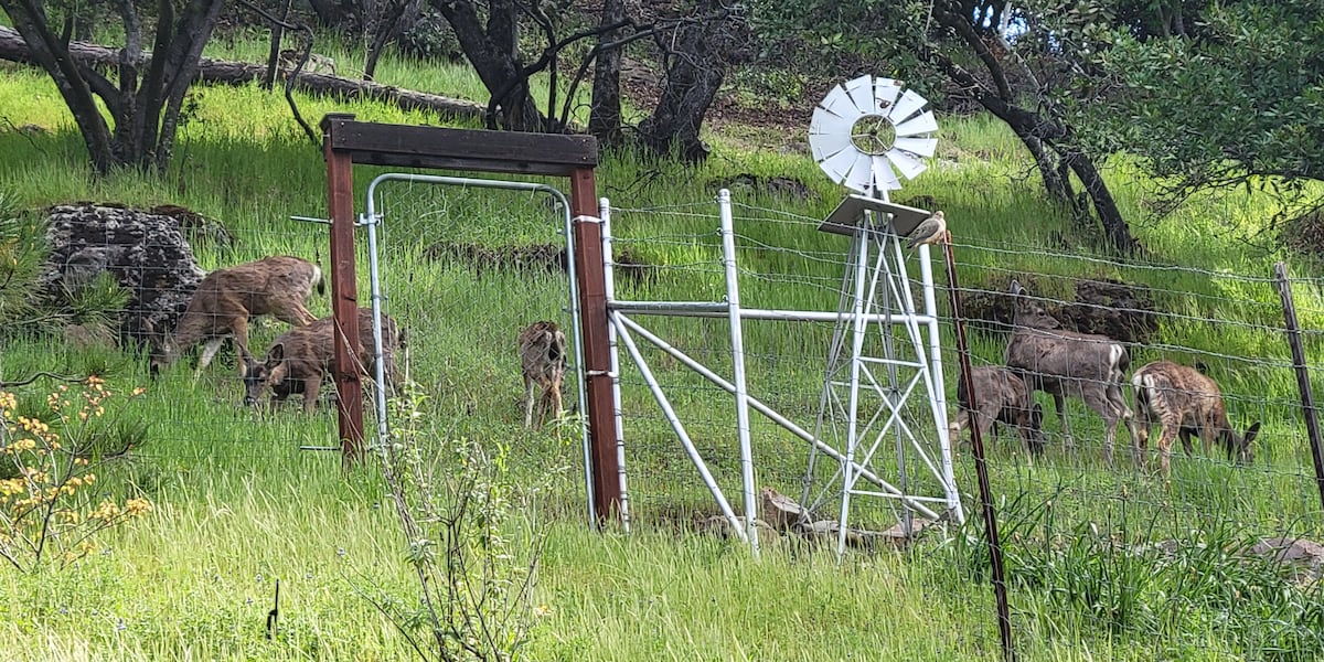 Safe Sierra crossings: How 395 is set to help wildlife and drivers