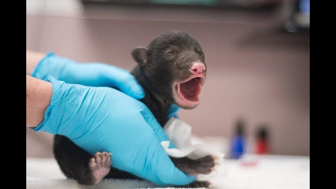 Answering calls for help: New PAWS Wildlife Rehabilitation Center opens in Snohomish