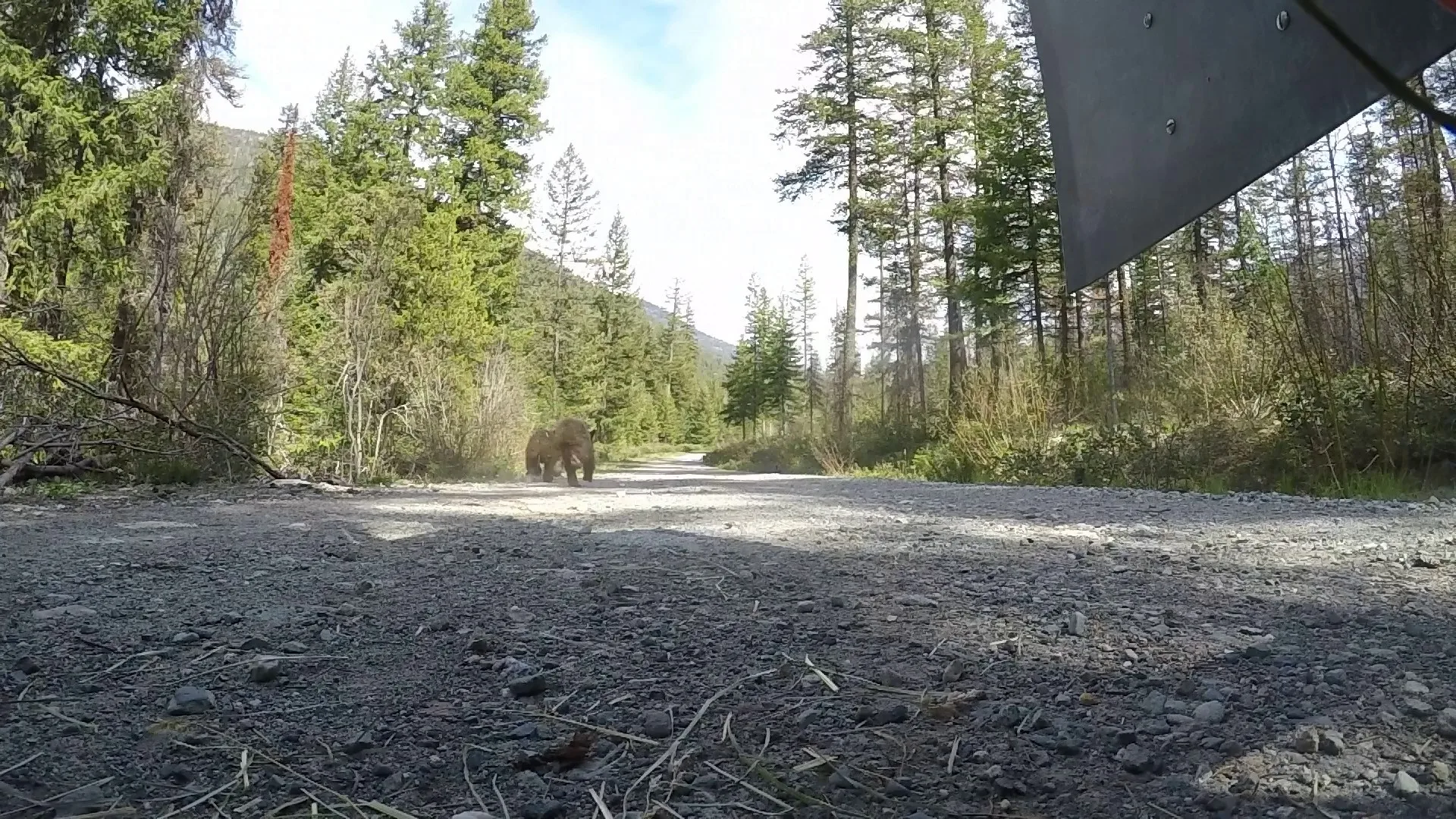 The brothers were taken care of at PAWS' rehab facility until they were ready to return to the wild. Credit: PAWS