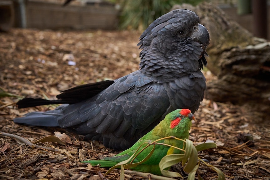 ‘I’ve seen George sneak over for a cuddle’: Unlikely bond forms between cockatoo and musk lorikeet