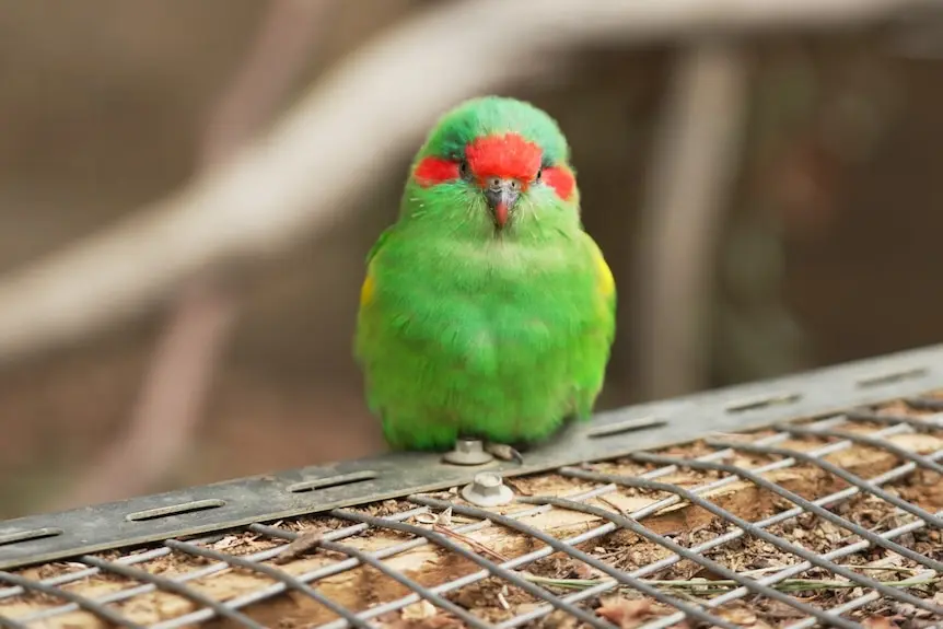 A small musk lorikeet at a wildlife sanctuary