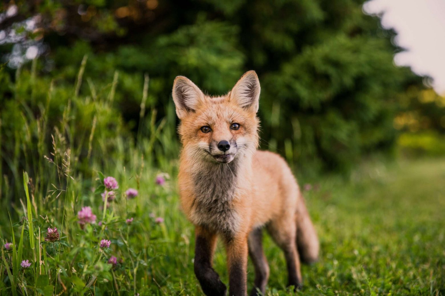 This Cork wildlife rescue centre is hoping local businesses will help them out